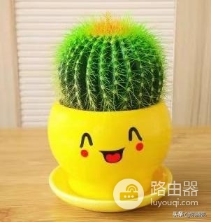 仙人掌放在电脑旁边真的能防辐射吗(电脑旁边放仙人掌真的可以防辐射吗)