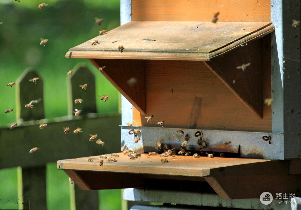 中蜂群重组分群解除分蜂热的两种方法(中蜂群合并方法)