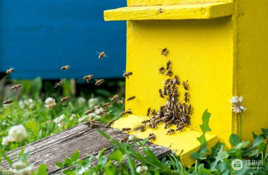 中蜂群重组分群解除分蜂热的两种方法(中蜂群合并方法)