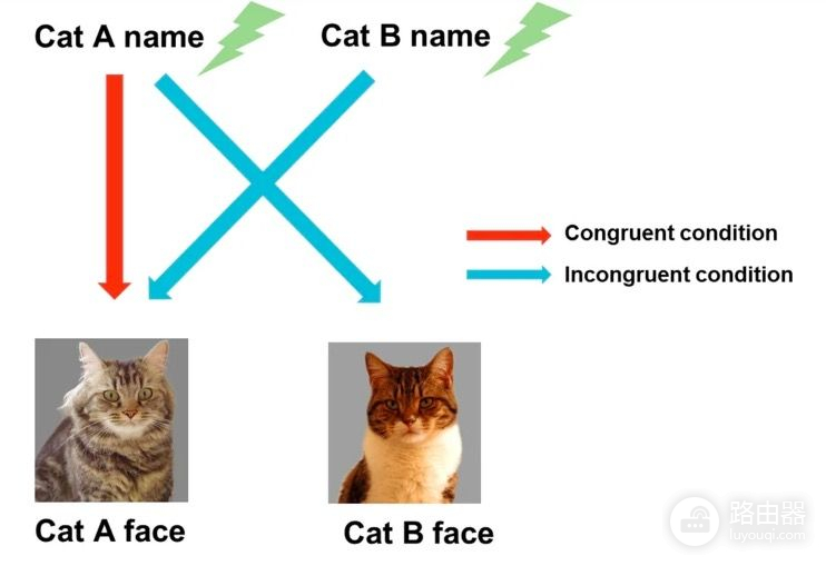 猫猫不仅能听懂自己的名字(猫猫什么时候能听懂自己的名字)