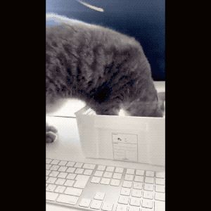 针对猫咪总凑到电脑前捣乱的世界难题，这位小哥给出绝佳解决方案
