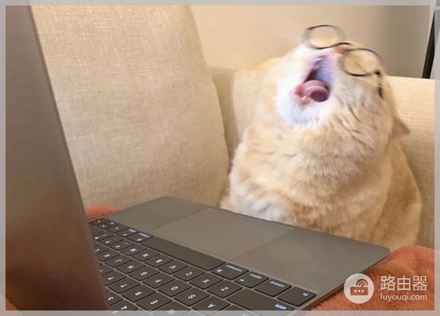 猫咪喜欢挡在电脑前你知道为什么吗(为什么猫喜欢挡在电脑屏幕前)