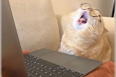 猫咪喜欢挡在电脑前你知道为什么吗(为什么猫喜欢挡在电脑屏幕前)