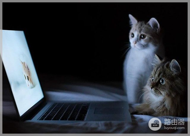 猫咪喜欢挡在电脑前你知道为什么吗(为什么猫喜欢挡在电脑屏幕前)