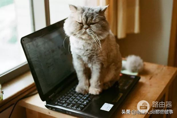 铲屎官给猫咪配个专属的电脑(铲屎官给猫咪配个专属的电脑怎么配)