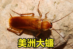 家中常见的蟑螂图解(家中常见的蟑螂图解视频)