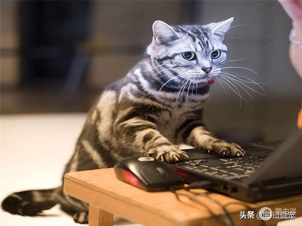 一只对屏幕着迷的猫咪，居然还会用电脑帮主人完成工作，太厉害了