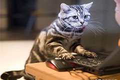 一只对屏幕着迷的猫咪，居然还会用电脑帮主人完成工作，太厉害了
