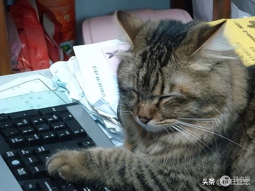 一只对屏幕着迷的猫咪，居然还会用电脑帮主人完成工作，太厉害了
