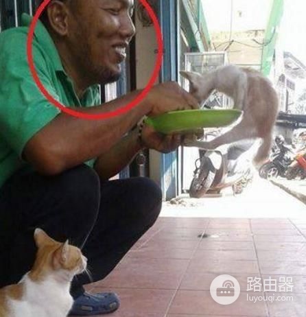 路由器不连线组网(大叔家路由器无法上网，买只猫咪用来连线，大叔：猫不管用啊！)