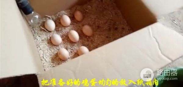 要怎么孵鸟蛋(如何在家孵鸟蛋)