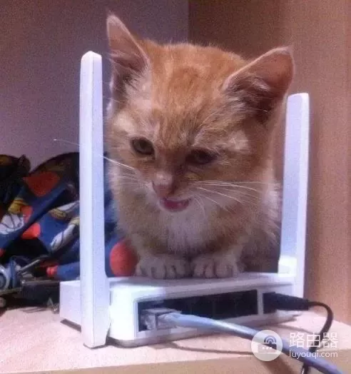 大叔家路由器无法上网，听网友建议买了猫连线，大叔：猫真好玩！
