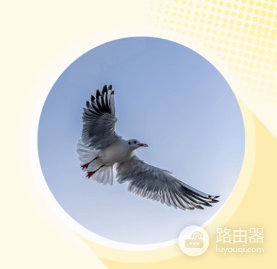 白鹰WEGL币是什么?WEGL自动销毁机制是什么?