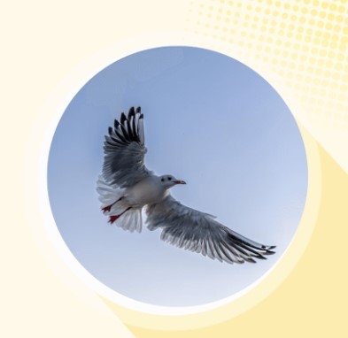 白鹰WEGL币是什么?WEGL自动销毁机制是什么?