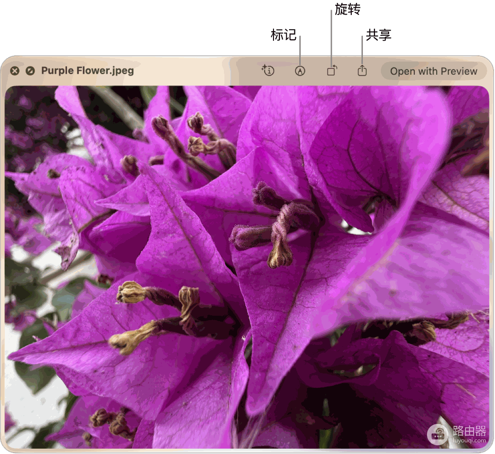 Mac Quick Look怎么用?快速预览文件的方法