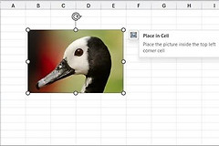 Office怎么把图片嵌入表格？Word和Excel操作方法